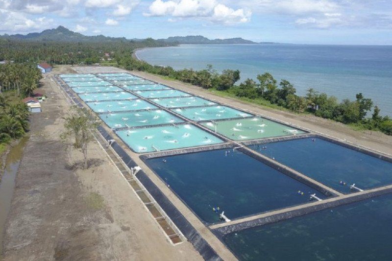 podiumnews.com-KKP Dorong Penyebarluasan Tambak Udang Milenial